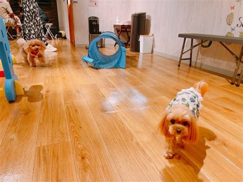 愛犬ヴィレッジ 閉店|愛犬ヴィレッジ閉店のお知らせ 